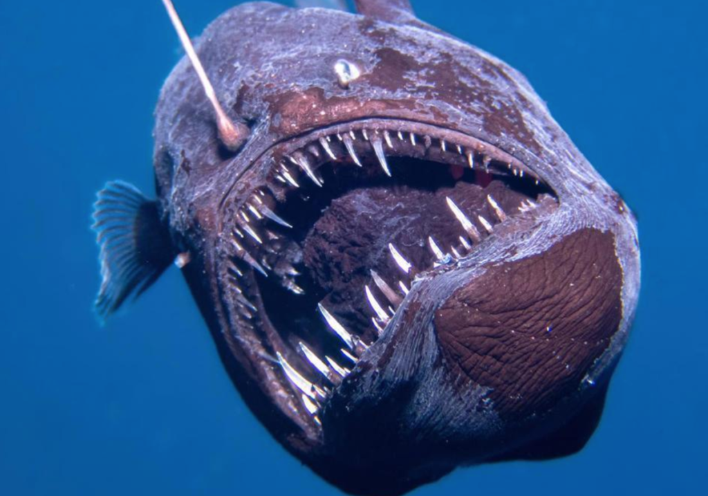 Peixe Diabo-Negro Avistado na Superfície em Tenerife