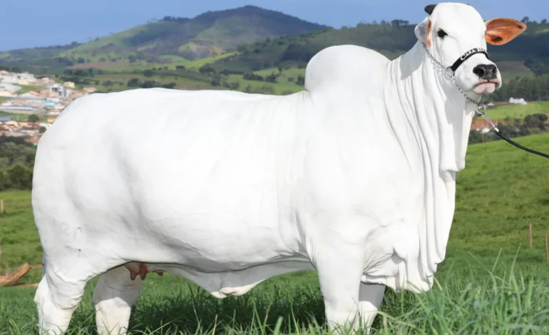 A Vaca Mais Valiosa do Mundo