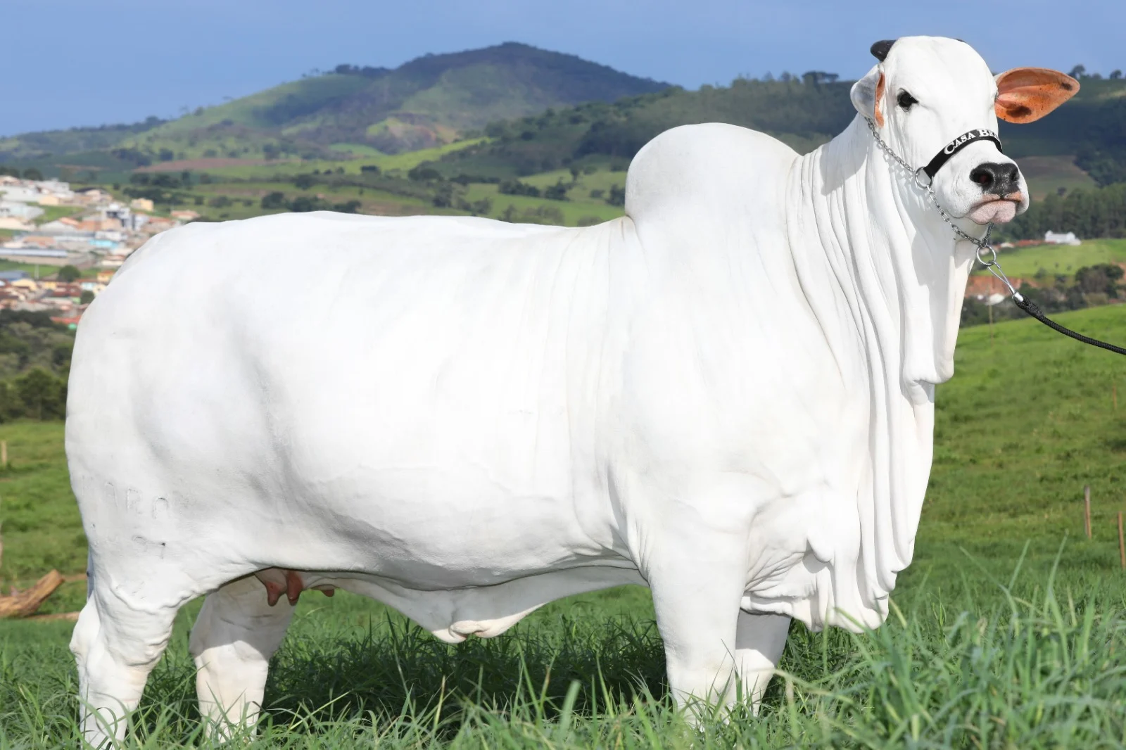 Viatina-19: A Vaca Mais Valiosa do Mundo
