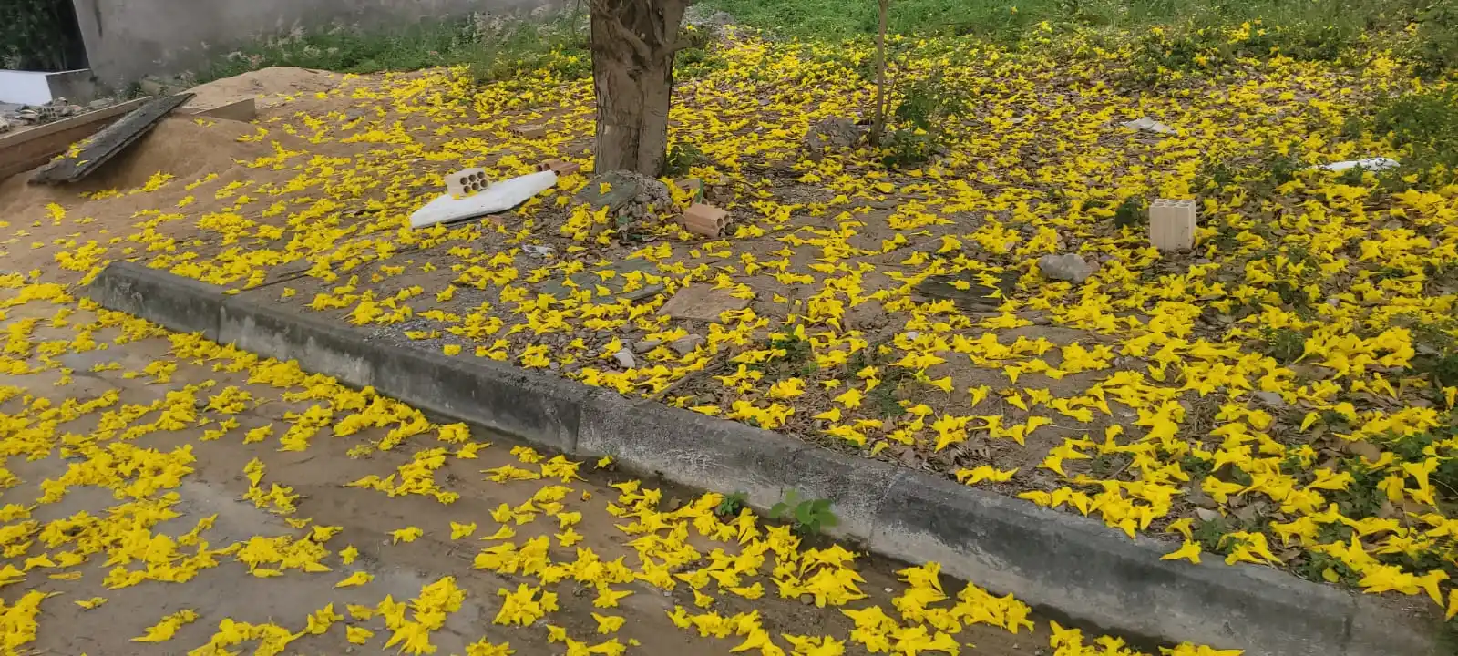 imagem de chão com flores de ipê amarelo