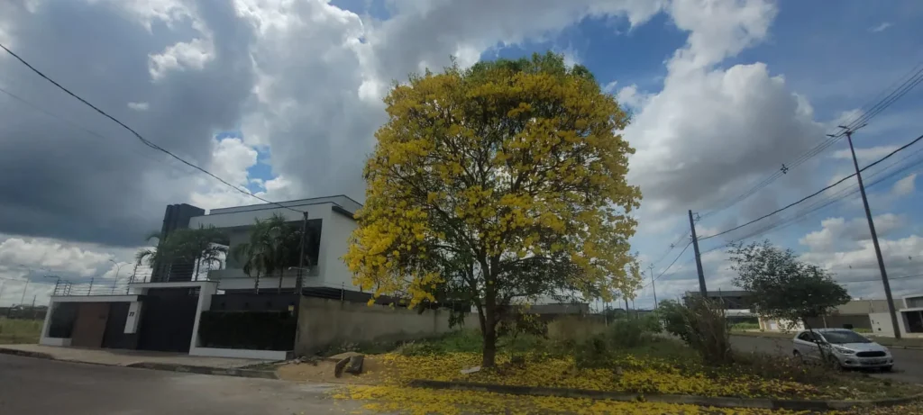 imagem da floração de Ipê Amarelo