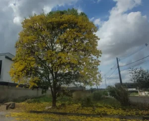 imagem da floração de Ipê Amarelo
