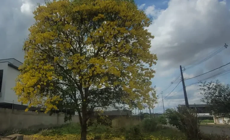 imagem da floração de Ipê Amarelo